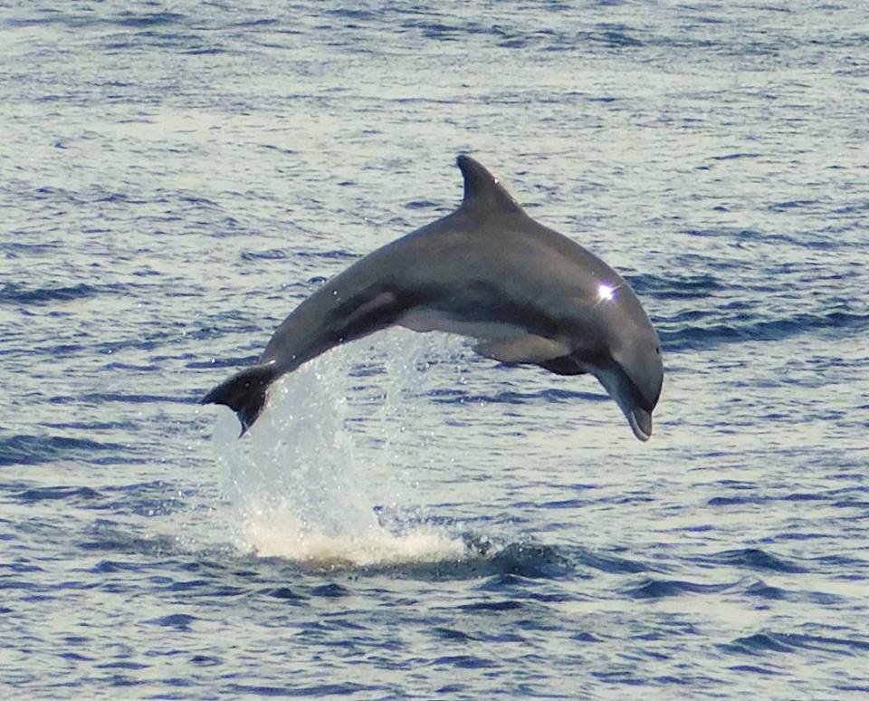 Best Dolphin Snorkel Tours Oahu